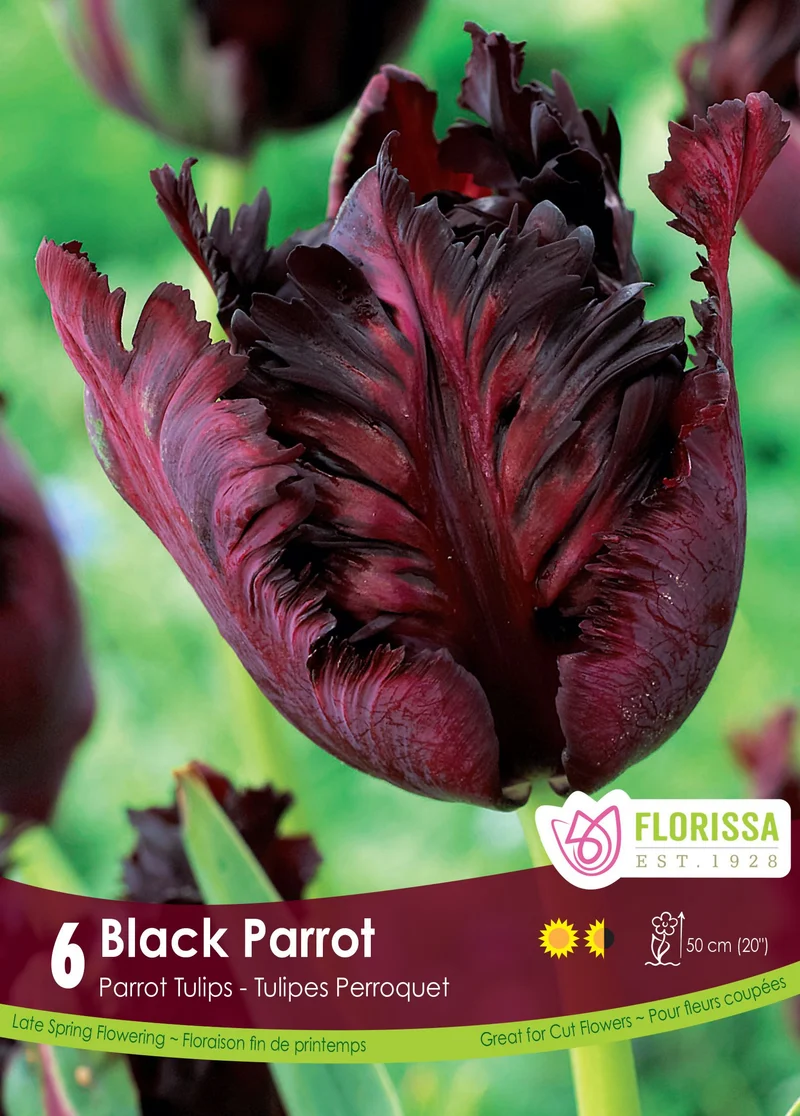 Tulipe Black Parrot ( Tulipa )