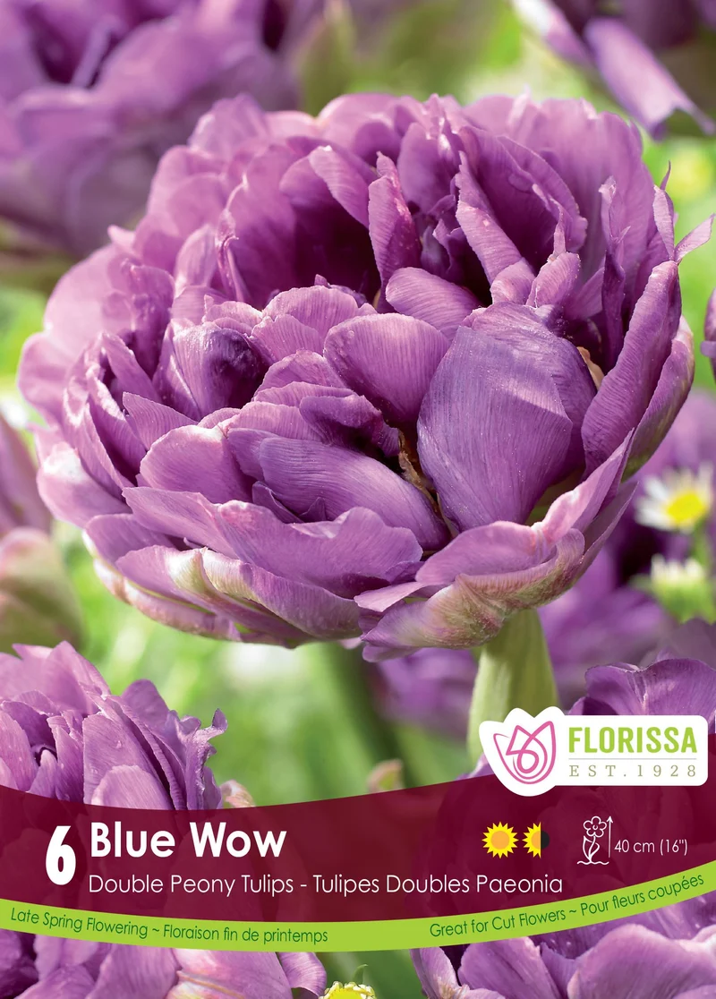 Tulipe Blue Wow ( Tulipa )