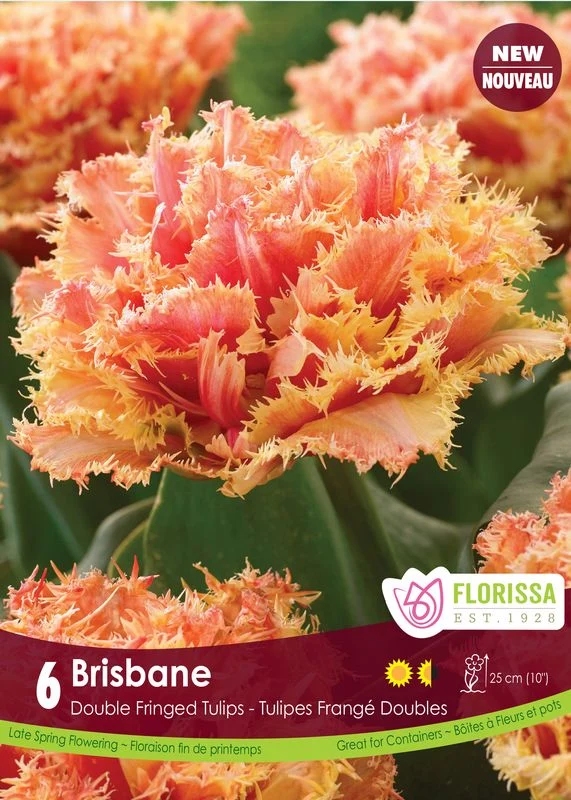 Tulipe Brisbane ( Tulipa )