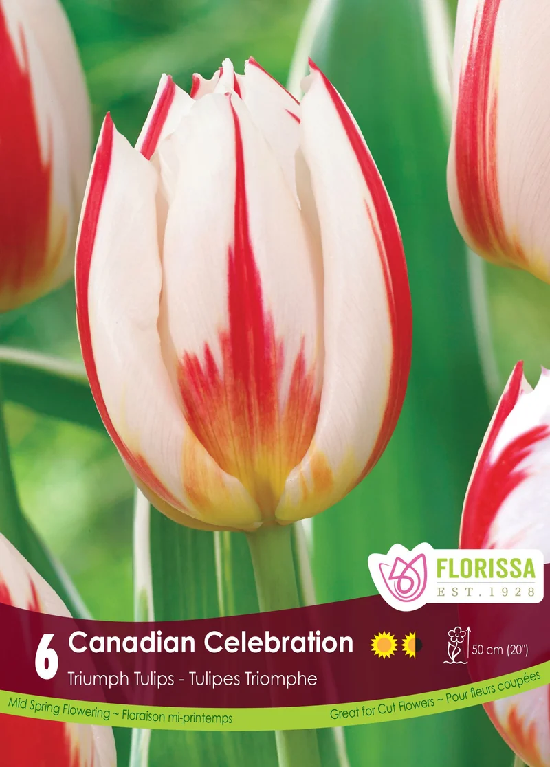 Tulipe Canadian Celebration ( Tulipa )