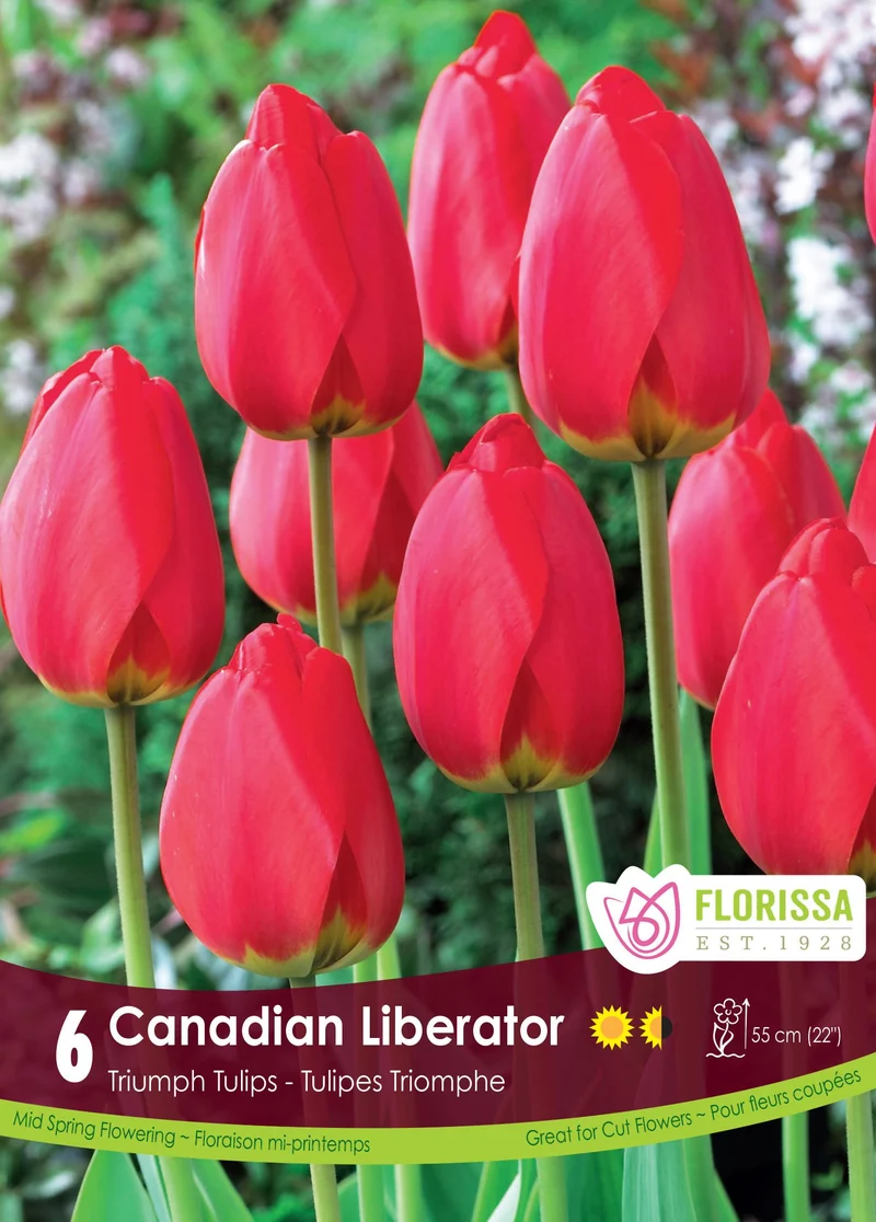 Tulipe Canadian Liberator ( Tulipa )