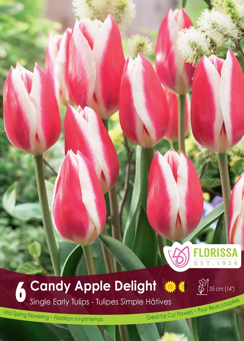Tulipe Candy Apple Delight ( Tulipa )