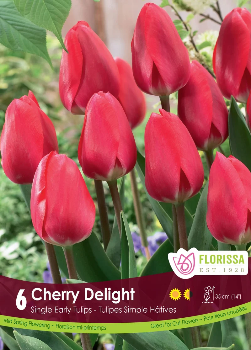 Tulipe Cherry Delight ( Tulipa )