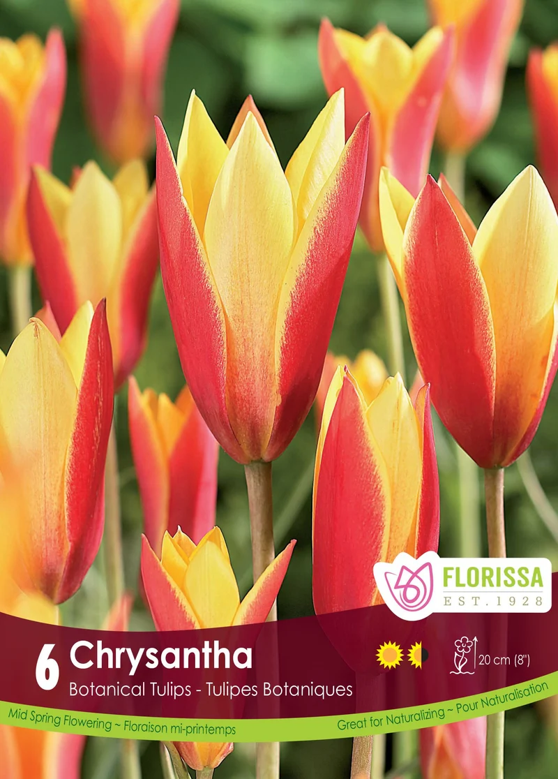 Tulipe Chrysantha ( Tulipa )