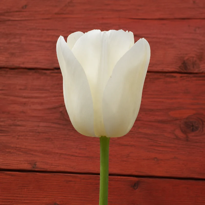 Tulipe City of Vancouver ( Tulipa )