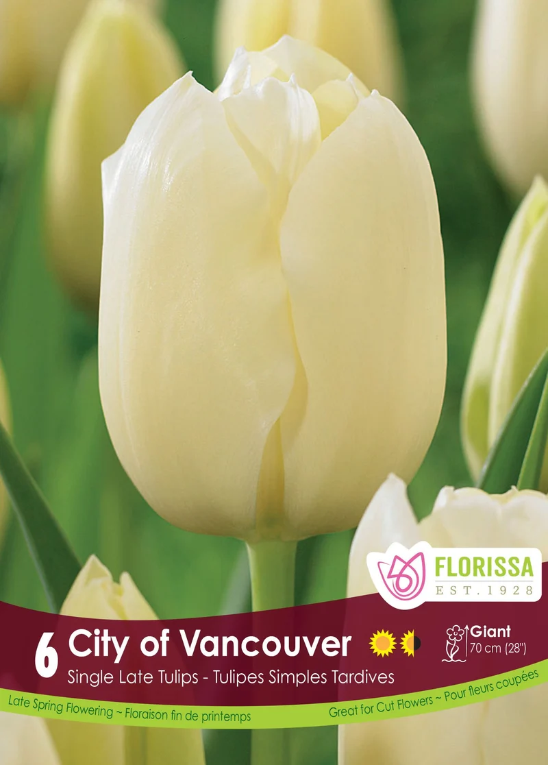Tulipe City of Vancouver ( Tulipa )