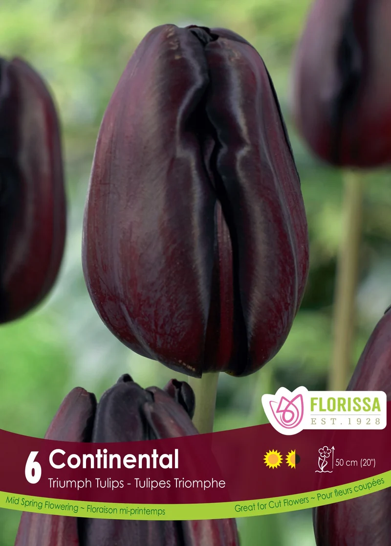 Tulipe Continental ( Tulipa )