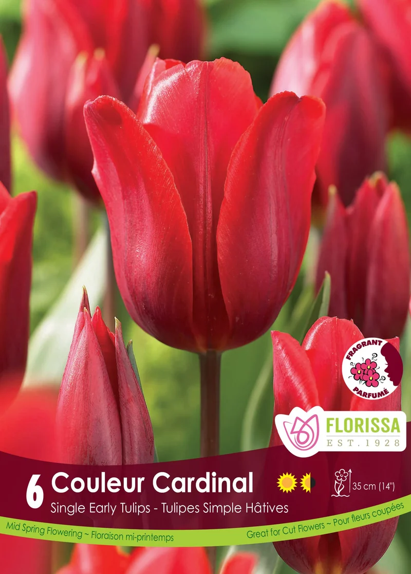 Tulipe Couleur Cardinal ( Tulipa )