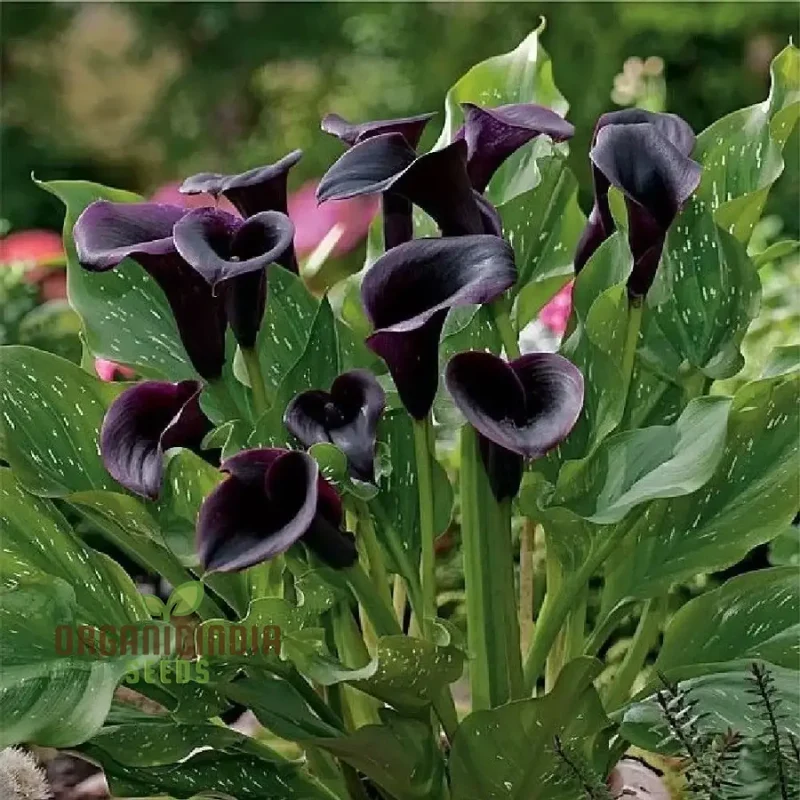 Timeless Beauty Calla Lily Bulbs for your Outdoor Haven(3 Bulbs for Planting)