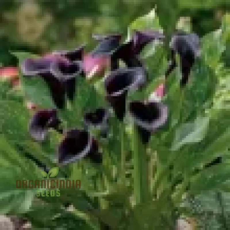Timeless Beauty Calla Lily Bulbs for your Outdoor Haven(3 Bulbs for Planting)