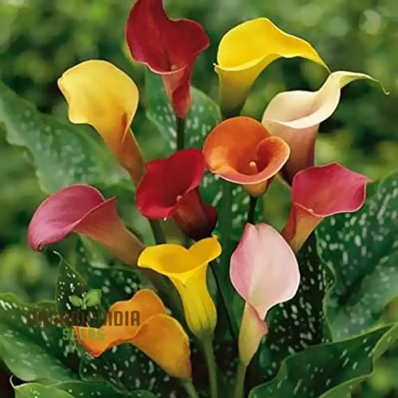 Timeless Beauty Calla Lily Bulbs for your Outdoor Haven(3 Bulbs for Planting)
