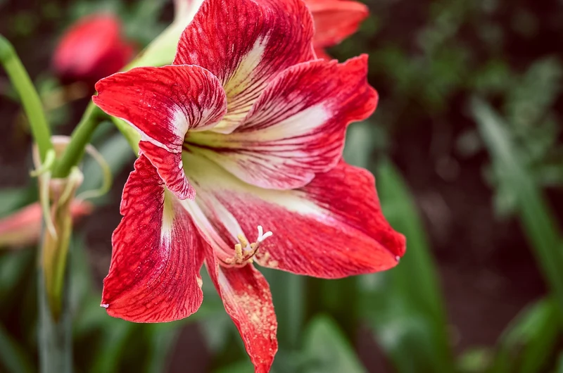 Vibrant Amaryllis Bulbs for a Perfect Garden Ensemble(3 Bulbs in a pack for planting)