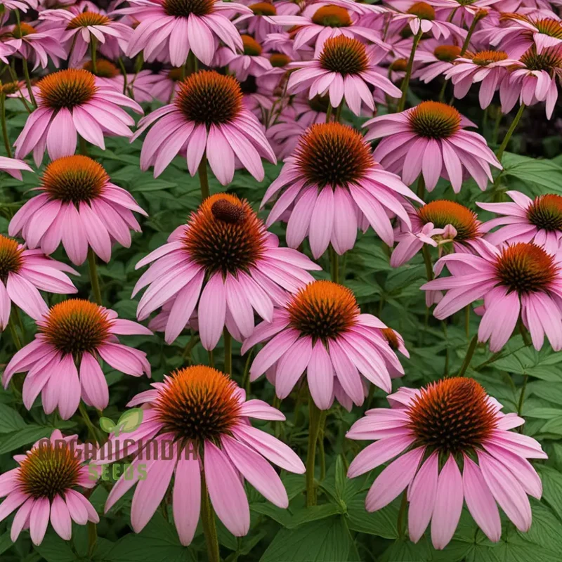 Purple Coneflower Seeds – Non-GMO Vibrant Bloom Variety