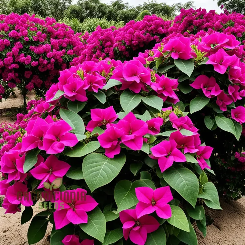Bougainvillea Dark Pink Flower Seeds, Maroon Premium Bougainvillea Seeds, Colorful Garden Blooms