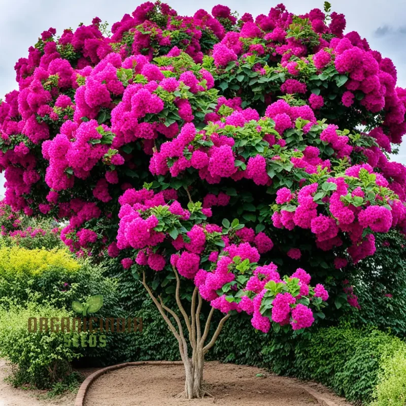 Bougainvillea Dark Pink Flower Seeds, Maroon Premium Bougainvillea Seeds, Colorful Garden Blooms