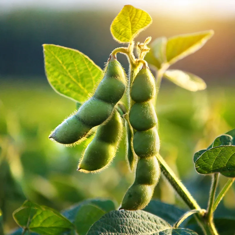 Green Soybean Seeds, Premium Vegetable Seeds for Planting a Bountiful Harvest