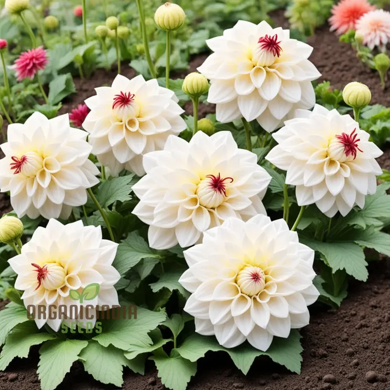White Dahlia Seeds – Premium Garden Bloom Variety for Elegant Planting