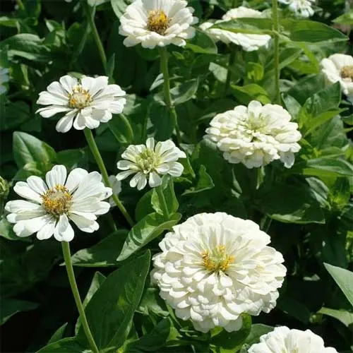 White Dahlia Seeds – Premium Garden Bloom Variety for Elegant Planting