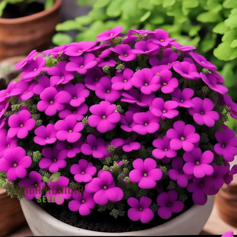 Aubrieta Purple Pink Flower Seeds, High-Quality Seeds for Vibrant Rock Garden Blooms and Planting