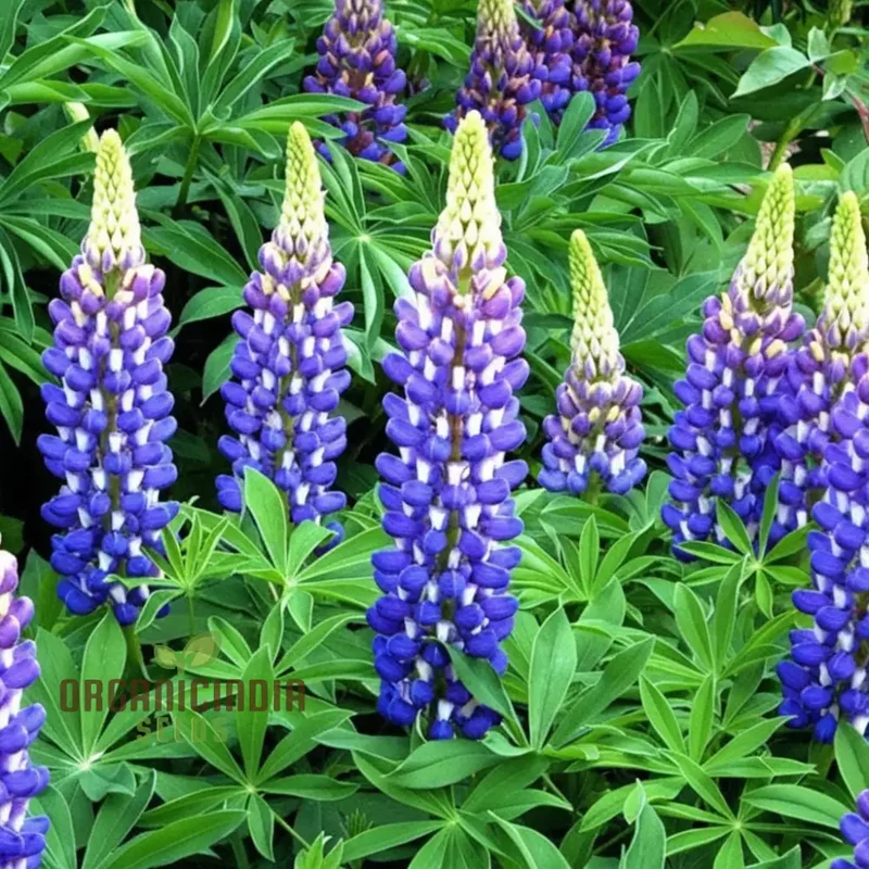 Lupini Beans Flower Seeds – Beautiful Blooms and Nutritious Beans for Home Gardens, Borders, Containers & Sustainable Growing