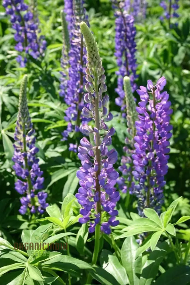 Lupini Beans Flower Seeds – Beautiful Blooms and Nutritious Beans for Home Gardens, Borders, Containers & Sustainable Growing