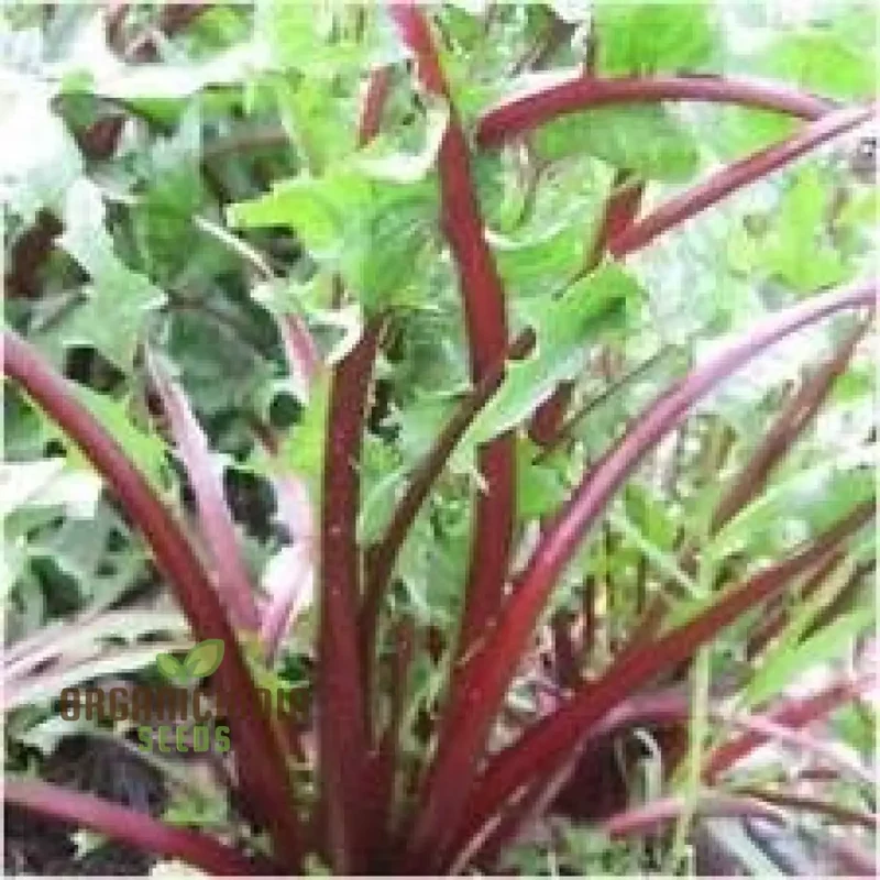 Green Intybus Vegetable Seeds, Bulk Green Intybus Seeds Pack
