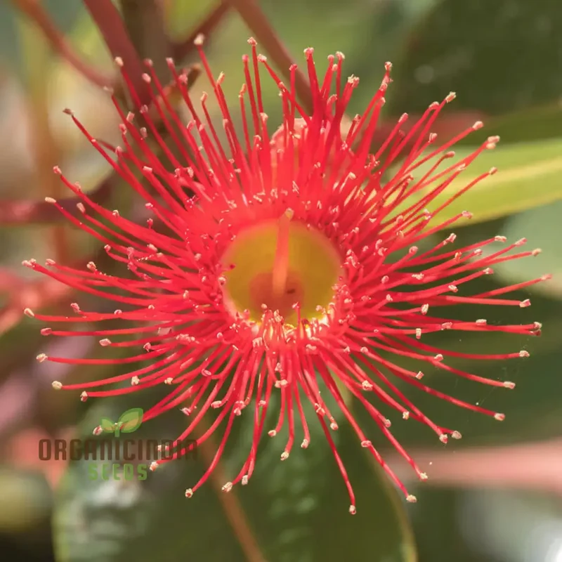 Red Eucalyptus torquata Tree Seeds, Fresh Red Eucalyptus torquata Seeds (20pcs)
