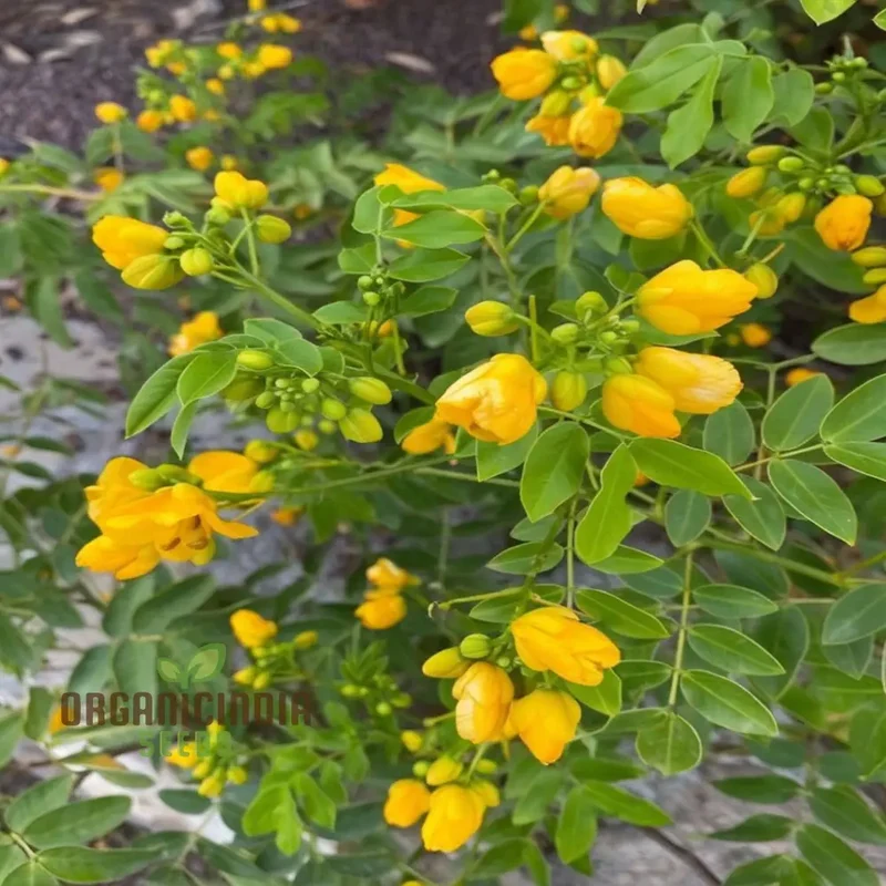 Premium Cassia Occidentalis Flower Seeds – Exotic Yellow Blooms for Garden Beds, Pathway Borders, Outdoor Landscapes & Decorative Displays