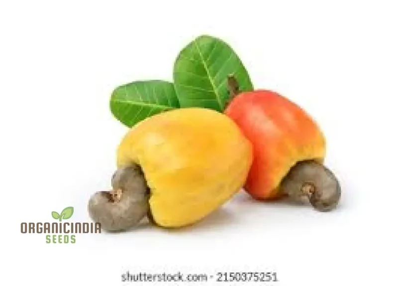 New Fresh 3pcs Red Yellow Cashew Tree Seeds, Red Yellow Cashew Tree Seeds 3pcs, Premium 3pcs Red Yellow Cashew Seeds