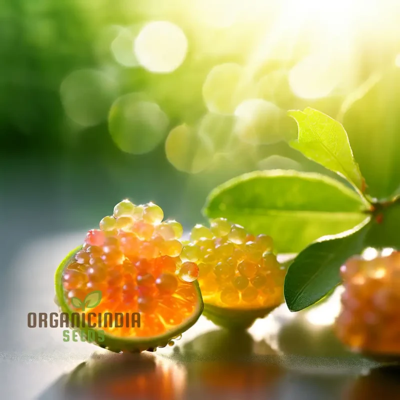 Finger Lime Seeds, High Quality Lime Fruits Seeds For Planting