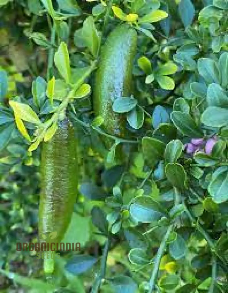 Finger Lime Seeds, High Quality Lime Fruits Seeds For Planting