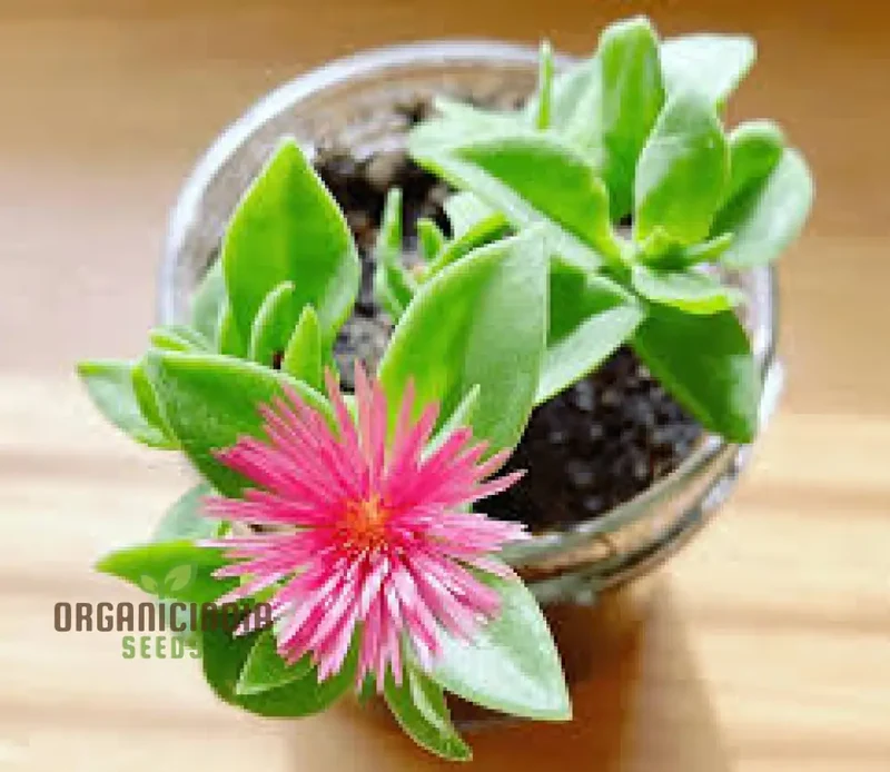 Aptenia Plant Seeds,High-Quality Aptenia Plant Seeds