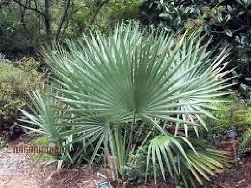 New Fresh 10pcs Green Sabal Minor Cape Tree Seeds, Green Sabal Minor Cape Tree Seeds 10pcs, Premium 10pcs Green Sabal Minor Cape Seeds