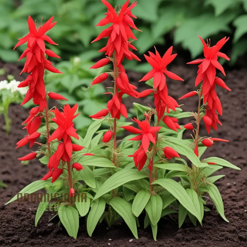 Red Climber Cardinal Flower Seeds, Easy-to-Grow Flower Seeds for Vibrant Garden Blooms and Planting