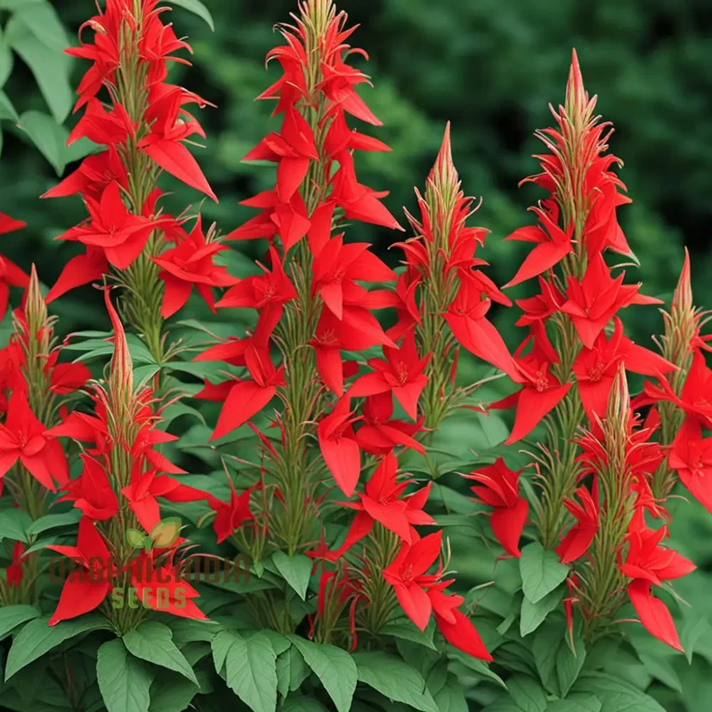 Red Climber Cardinal Flower Seeds, Easy-to-Grow Flower Seeds for Vibrant Garden Blooms and Planting