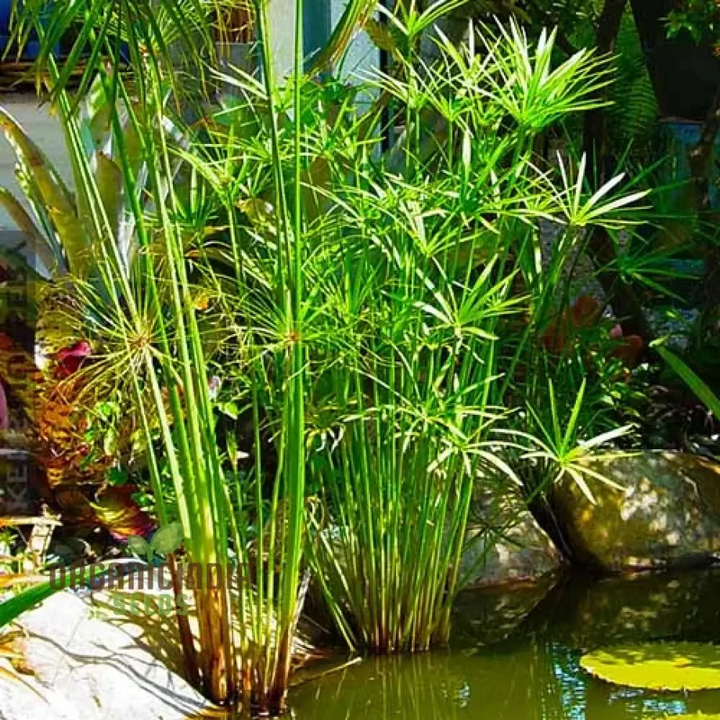 Green Cyperus Papyrus Flower Seeds, Premium Quality (50pcs)