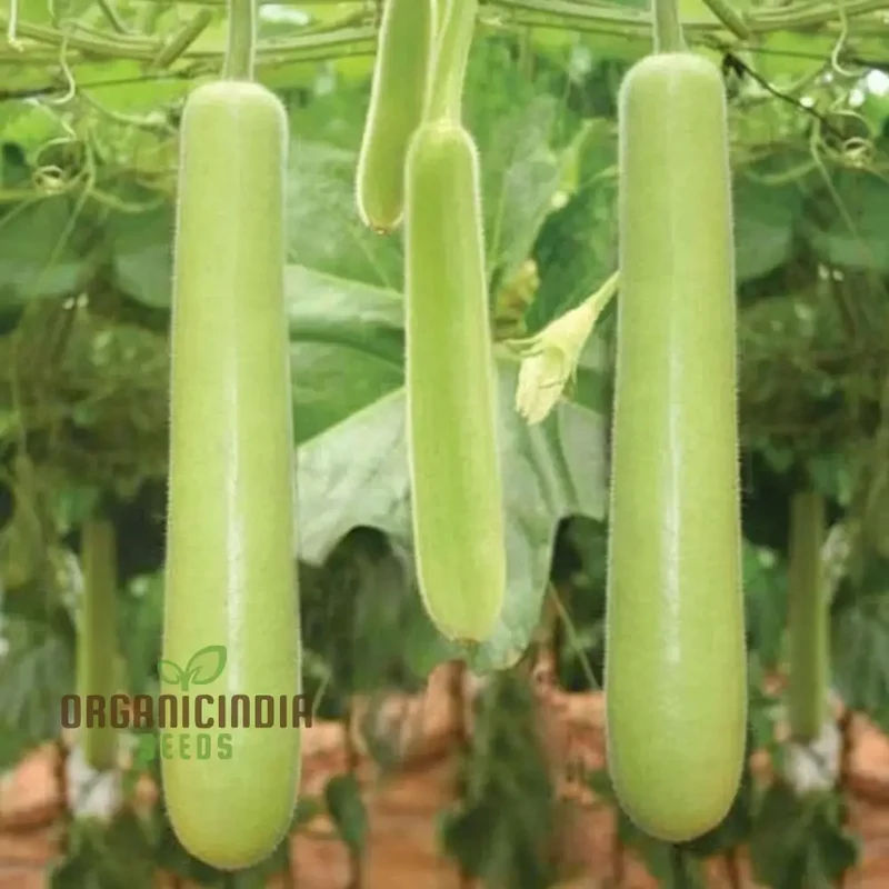 Green Bottle Gourd Vegetable Seeds For Planting, Organic Green Bottle Gourd Seeds: Fast-Growing Vines for Fresh Harvests