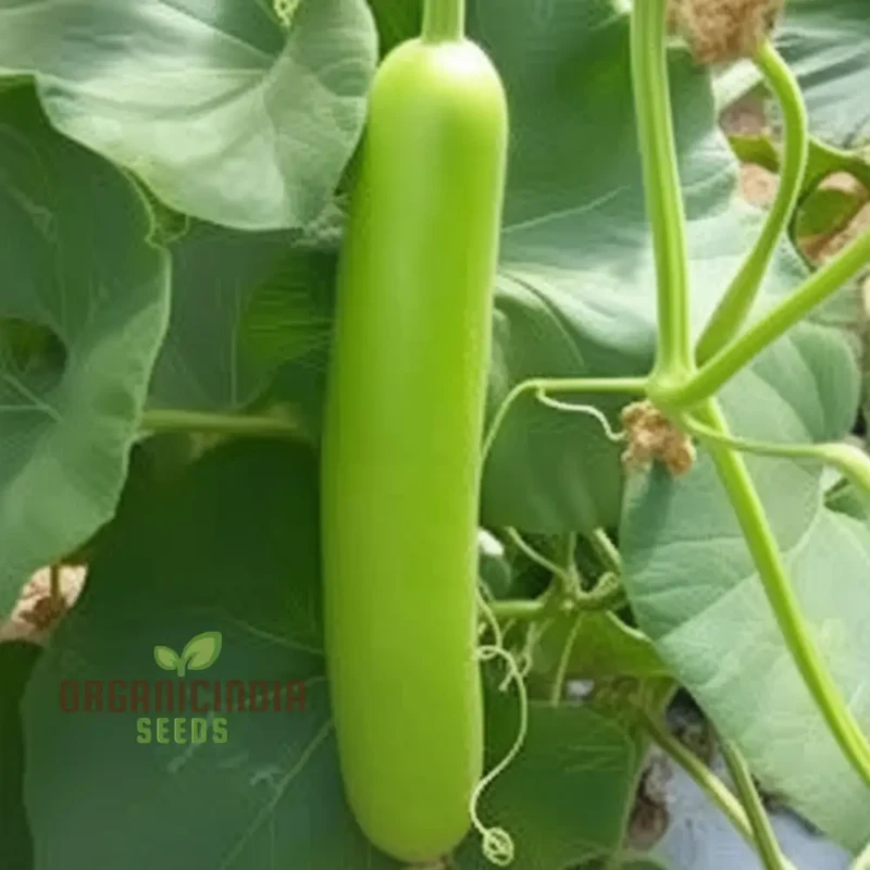 Green Bottle Gourd Vegetable Seeds For Planting, Organic Green Bottle Gourd Seeds: Fast-Growing Vines for Fresh Harvests