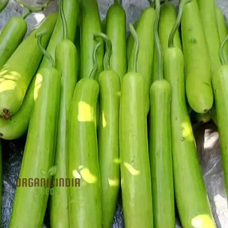 Green Bottle Gourd Vegetable Seeds For Planting, Organic Green Bottle Gourd Seeds: Fast-Growing Vines for Fresh Harvests