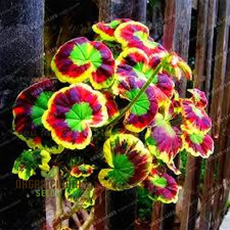 Mixed Variegated Geranium Plant Seeds for Planting