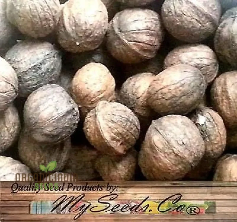Paradox Walnut Tree Seeds 5pcs, Fresh Paradox Walnut Seeds Pack of 5, Paradox Walnut Seed Packet 5pcs