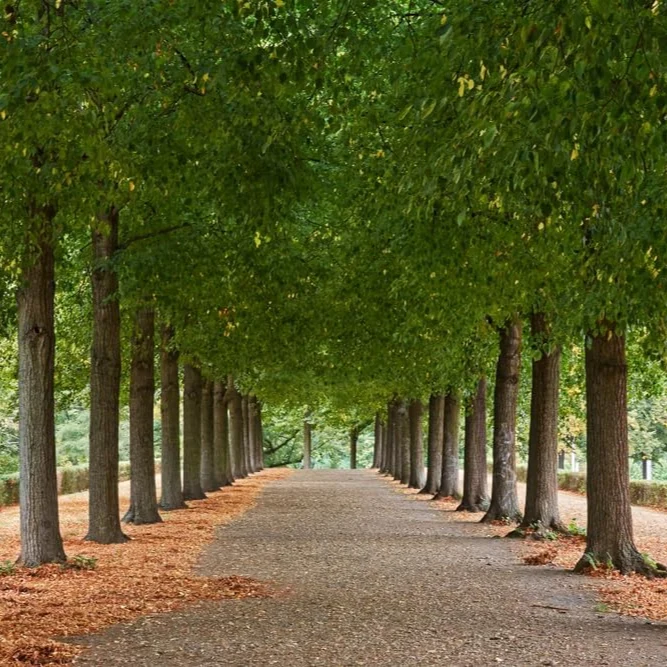American Basswood Seeds for Planting