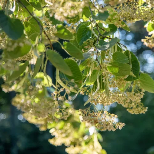 American Basswood Seeds for Planting