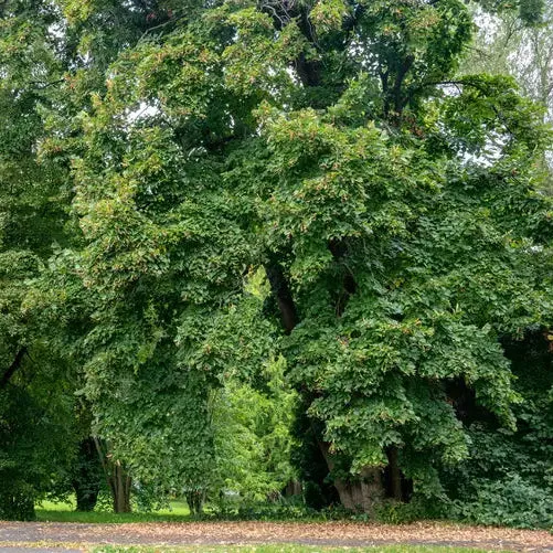 American Basswood Seeds for Planting