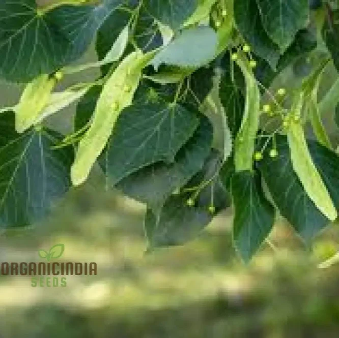 American Basswood Seeds for Planting