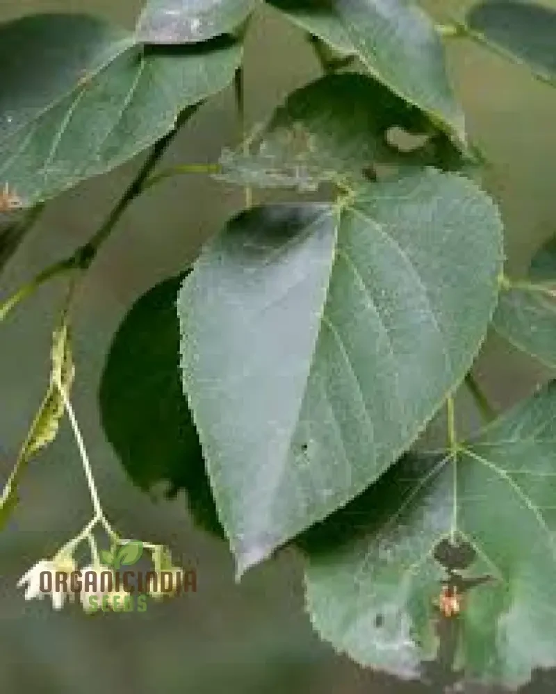 American Basswood Seeds for Planting