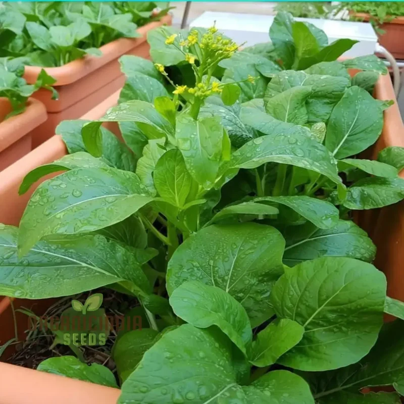 Organic Green Choy Sum Vegetable Seeds For Planting: Fresh Harvest for Healthy Cooking