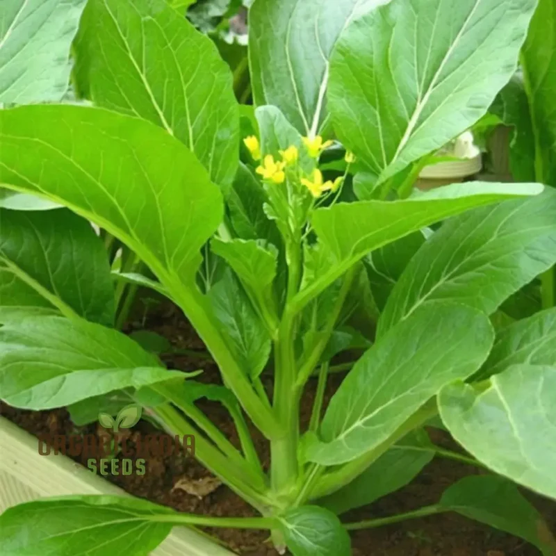 Organic Green Choy Sum Vegetable Seeds For Planting: Fresh Harvest for Healthy Cooking