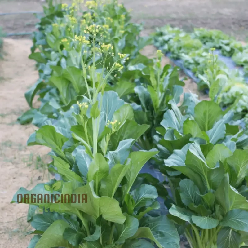 Organic Green Choy Sum Vegetable Seeds For Planting: Fresh Harvest for Healthy Cooking