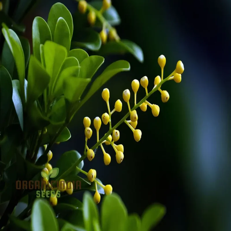 Aglaia Odorata Flower Seeds, Fragrant Garden Blooms, High-Quality Flower Seeds